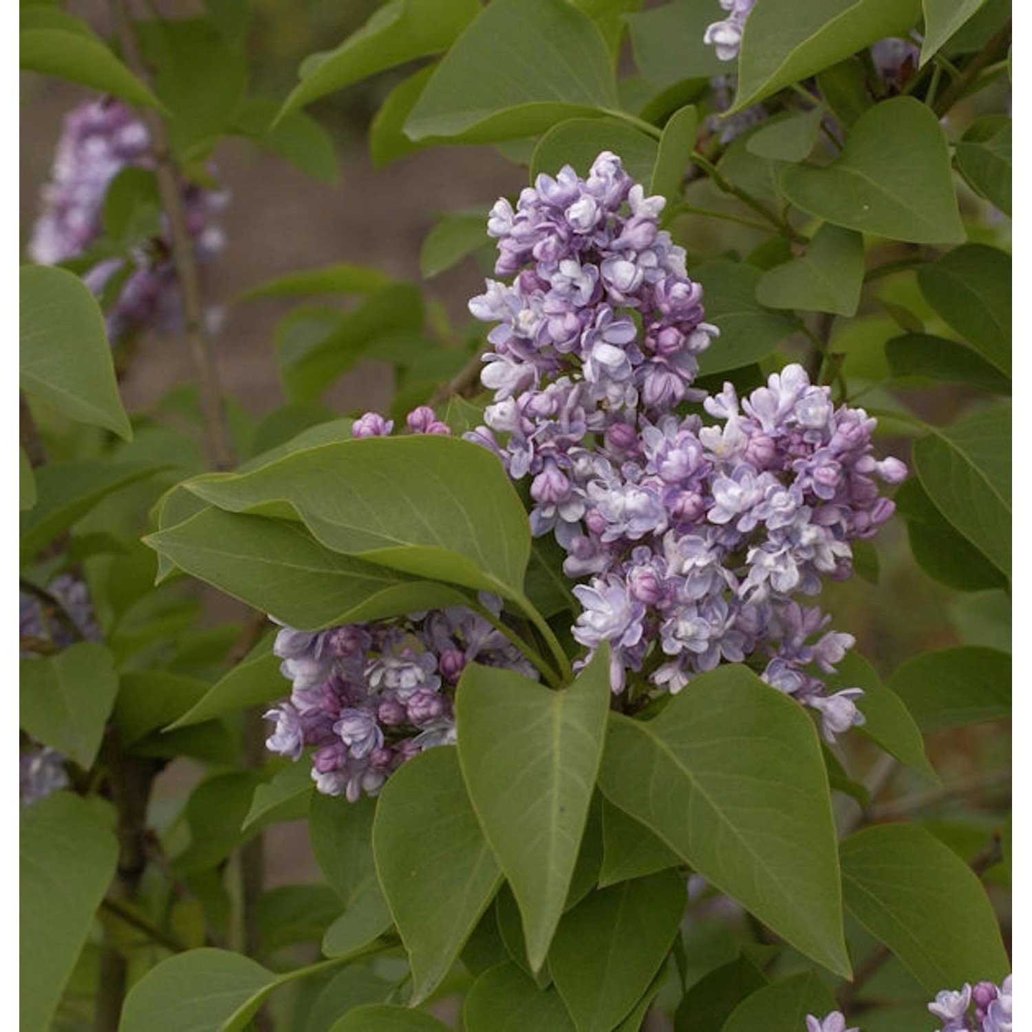 Hochstamm Edelflieder Katharine Havemeyer 60-80cm - Syringa vulgaris Hochstamm Edelflieder Katharine Havemeyer 60-80cm - Syringa vulgaris von Die Nr-01.de