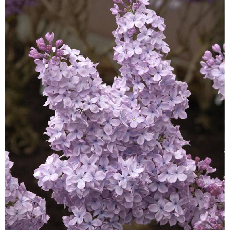 Hochstamm Edelflieder Michael Buchner 60-80cm - Syringa vulgaris von Die Nr-01.de