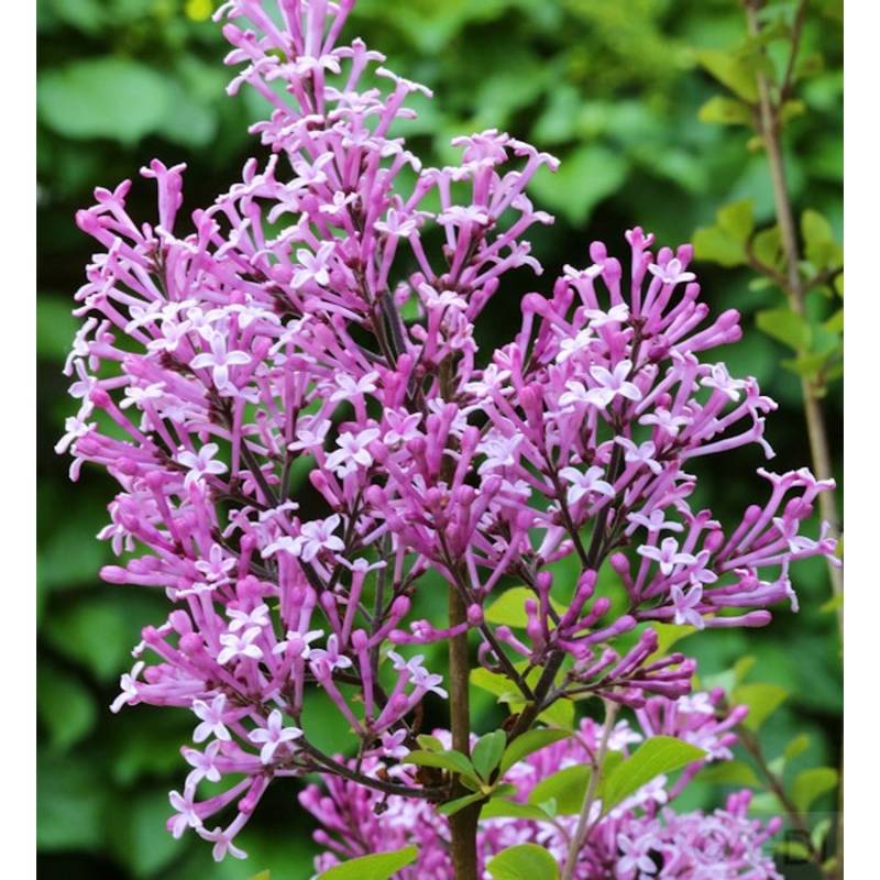 Hochstamm Edelflieder Red Pix 80-100cm - Syringa meyeri von Die Nr-01.de