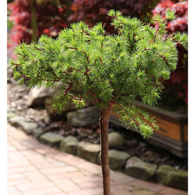 Hochstamm Europäische Lärche Bogle 80-100cm - Larix decidua von Die Nr-01.de