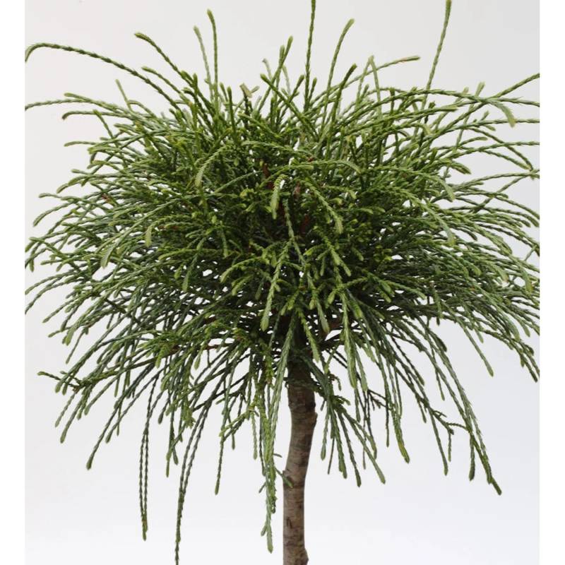 Hochstamm Faden Lebensbaum Whipcord 100-125cm - Thuja plicata von Die Nr-01.de