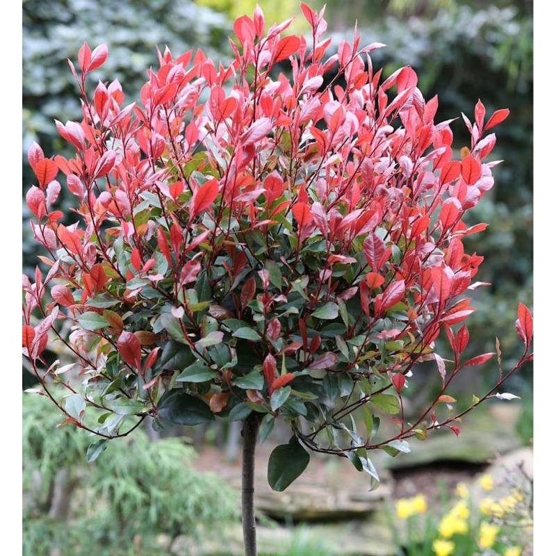 Hochstamm Glanzmispel Little Red Robin 60-80cm - Photinia fraseri von Die Nr-01.de