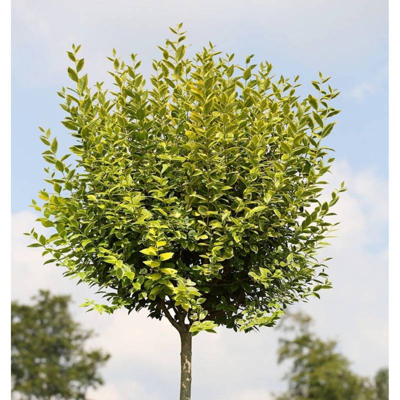Hochstamm Gold Liguster 100-125cm - Ligustrum ovalifolium von Die Nr-01.de