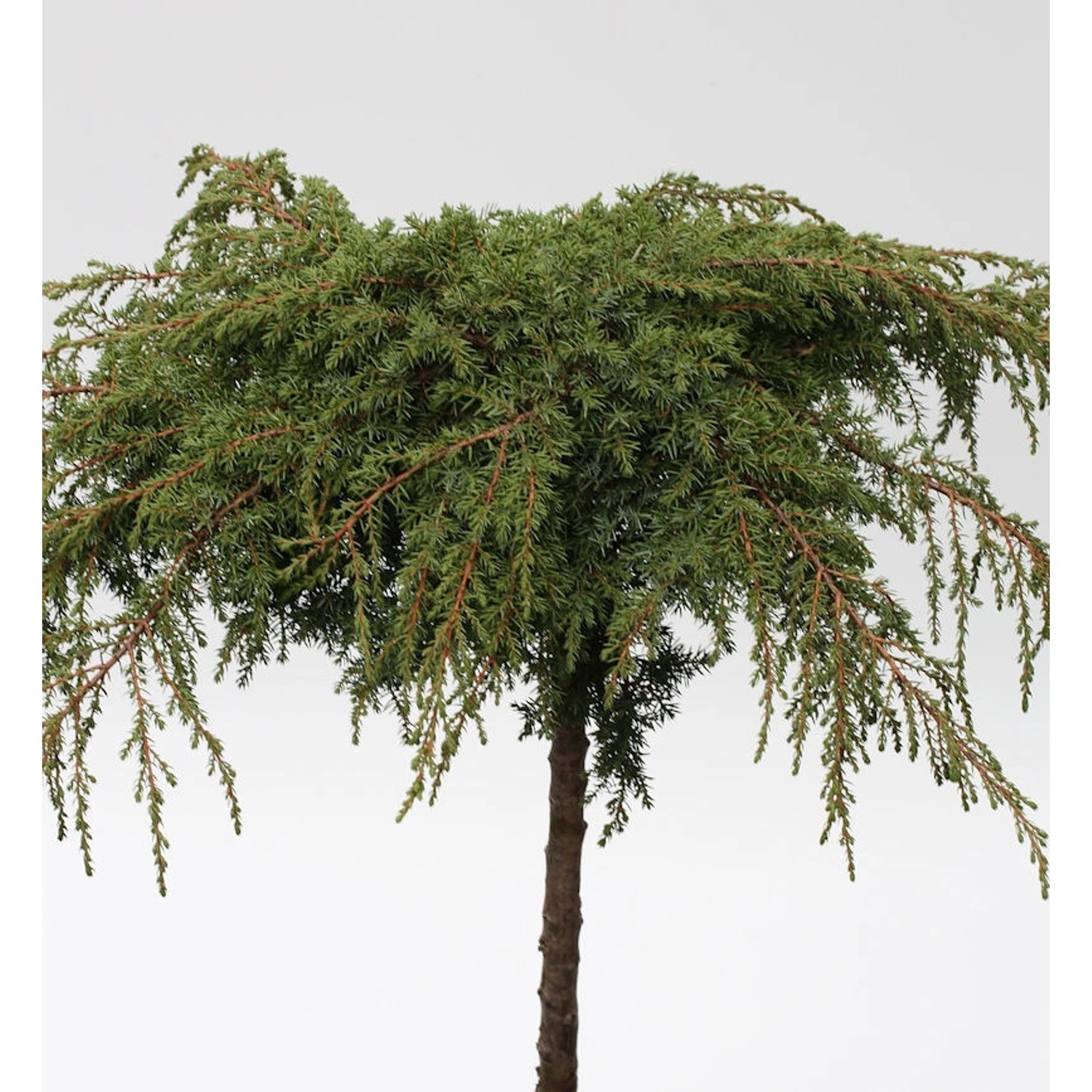 Hochstamm Grüner Kriechwacholder Green Carpet 60-80cm - Juniperus communis Hochstamm Grüner Kriechwacholder Green Carpet 60-80cm - Juniperus communis von Die Nr-01.de