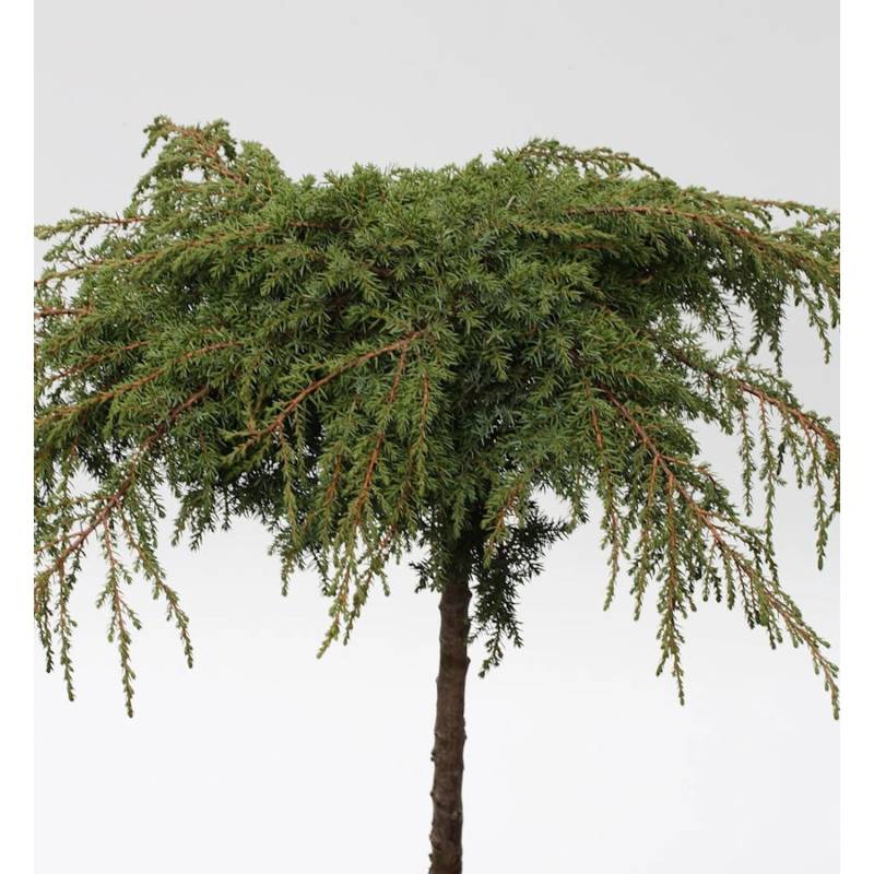 Hochstamm Grüner Kriechwacholder Green Carpet 60-80cm - Juniperus communis von Die Nr-01.de