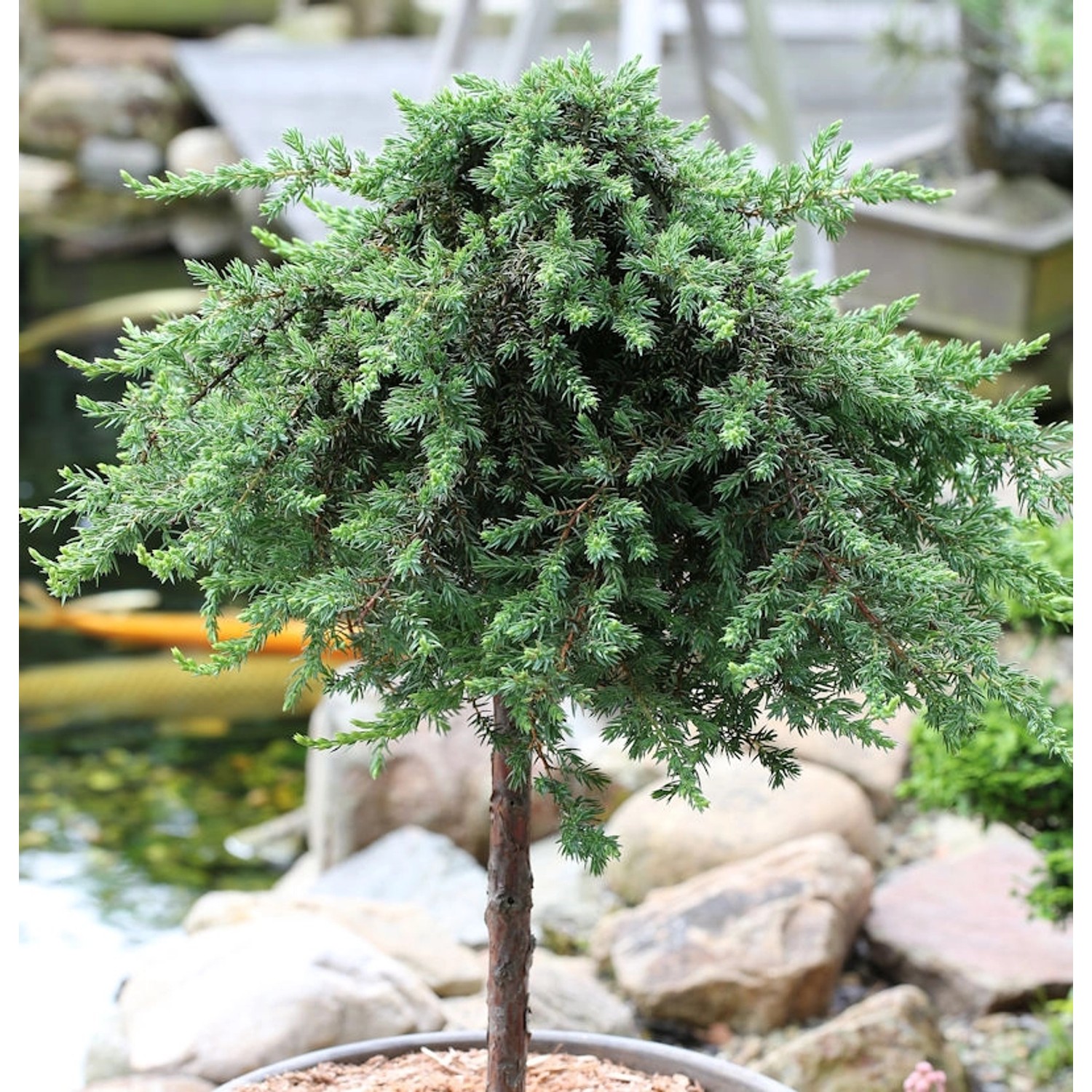 Hochstamm Grüner Kriechwacholder Green Mantle 60-80cm - Juniperus squamata Hochstamm Grüner Kriechwacholder Green Mantle 60-80cm - Juniperus squamata von Die Nr-01.de