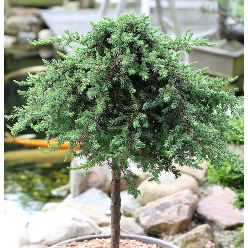 Hochstamm Grüner Kriechwacholder Green Mantle 60-80cm - Juniperus squamata von Die Nr-01.de