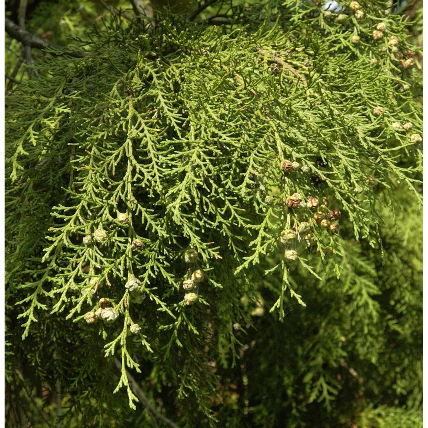 Hochstamm Hänge Scheinzypresse Intertexta 60-80cm - Chamaecyparis obtusa von Die Nr-01.de