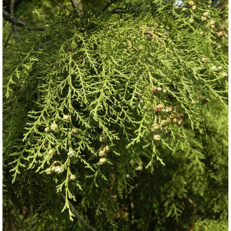 Hochstamm Hänge Scheinzypresse Intertexta 60-80cm - Chamaecyparis obtusa von Die Nr-01.de