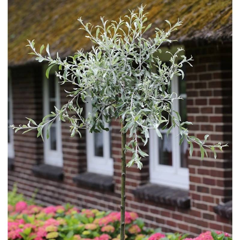 Hochstamm Hängende Wildbirne 80-100cm - Pyrus salicifolia Pendula von Die Nr-01.de