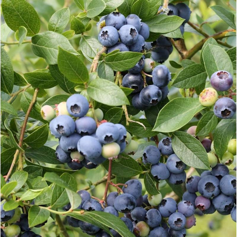 Hochstamm Heidelbeere Northland 40-60cm - Vaccinium corymbosum von Die Nr-01.de