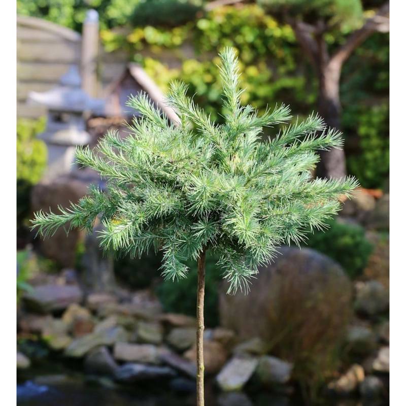 Hochstamm Japanische Lärche Blue Dwarf 40-60cm - Larix kaempferi von Die Nr-01.de