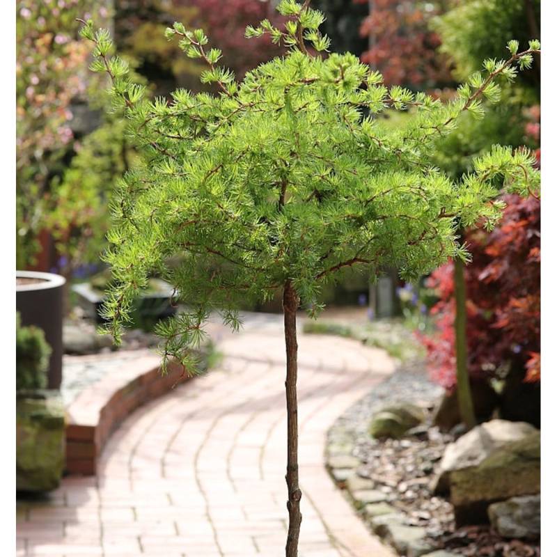 Hochstamm Japanische Lärche Wolterdingen 60-80cm - Larix kaempferi Hochstamm Japanische Lärche Wolterdingen 60-80cm - Larix kaempferi von Die Nr-01.de