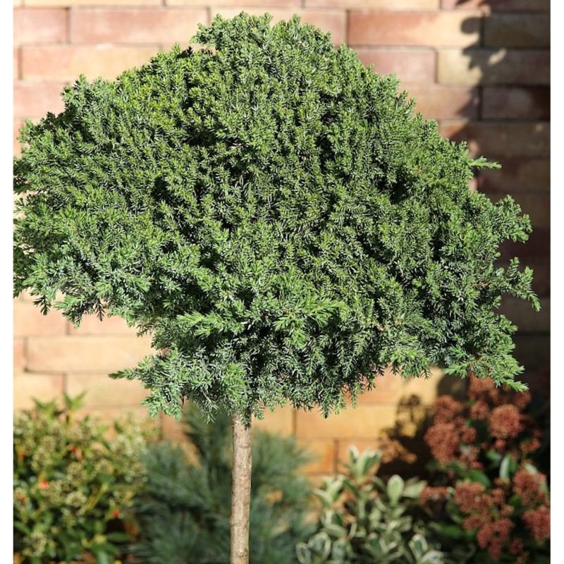 Hochstamm Japanischer Kriechwacholder 60-80cm - Juniperus procumbens Nana Hochstamm Japanischer Kriechwacholder 60-80cm - Juniperus procumbens Nana von Die Nr-01.de