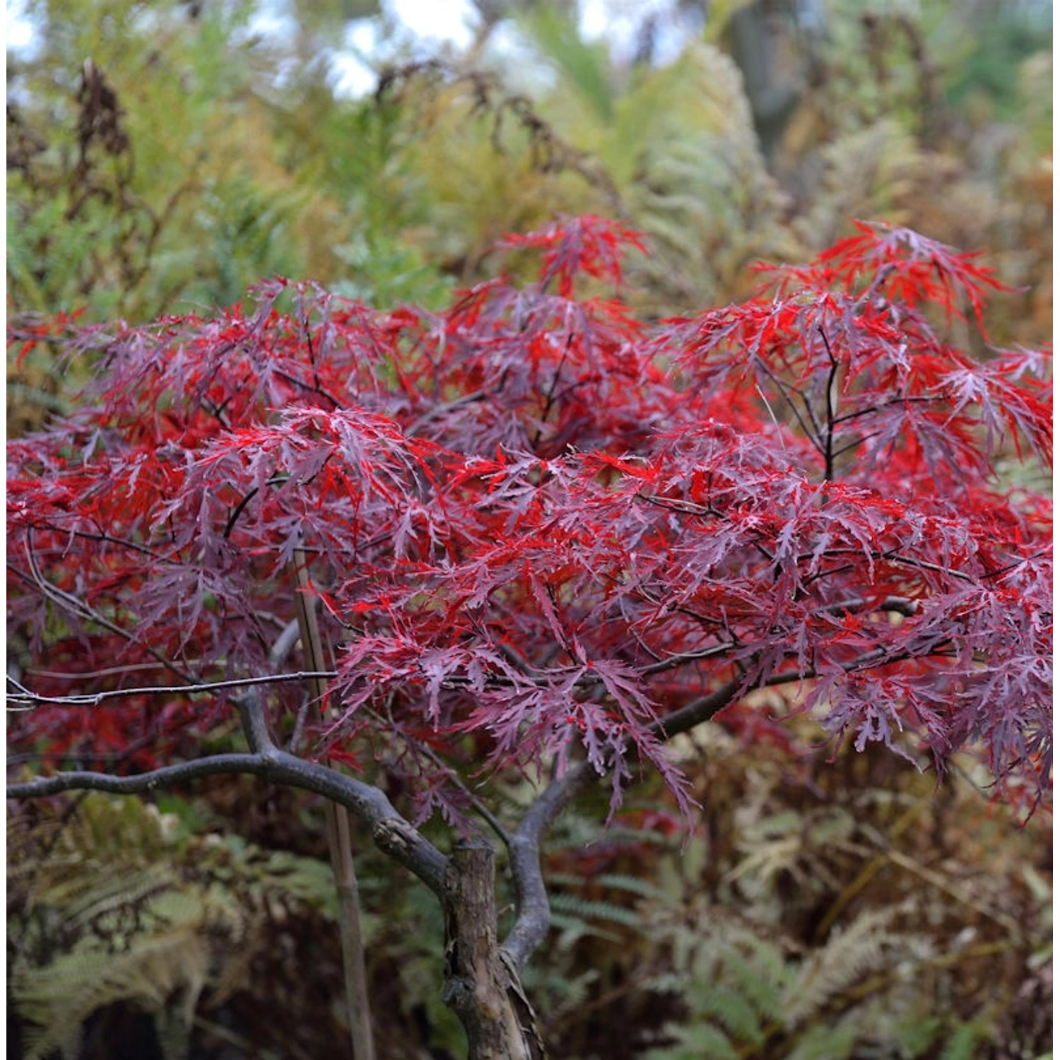 Hochstamm Japanischer Schlitzahorn Red Dragon 100-125cm - Acer palmatum Hochstamm Japanischer Schlitzahorn Red Dragon 100-125cm - Acer palmatum von Die Nr-01.de