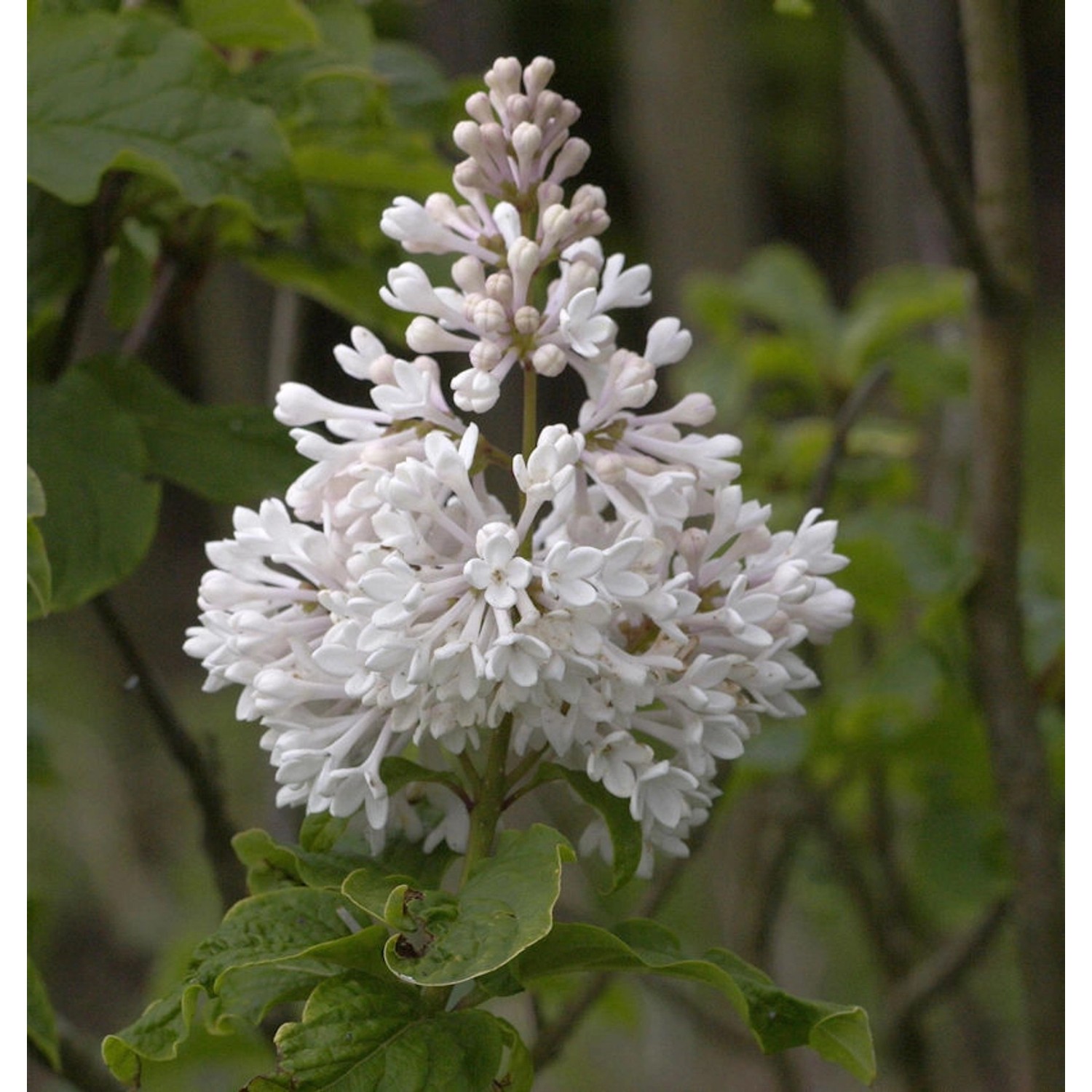 Hochstamm Kanadischer Flieder Agnes Smith 80-100cm - Syringa prestoniae Hochstamm Kanadischer Flieder Agnes Smith 80-100cm - Syringa prestoniae von Die Nr-01.de