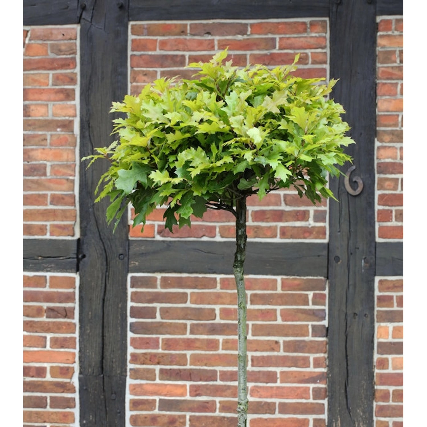 Hochstamm Kugel Sumpf Eiche Green Dwarf 60-80cm - Quercus palustris Hochstamm Kugel Sumpf Eiche Green Dwarf 60-80cm - Quercus palustris von Die Nr-01.de