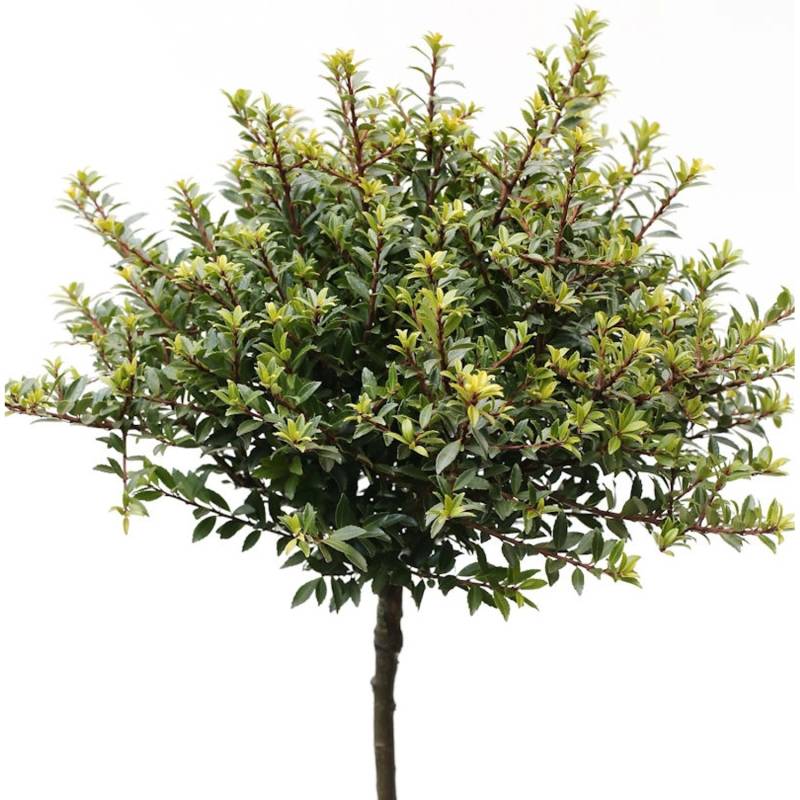 Hochstamm Löffel Ilex Glorie Dwarf 40-60cm - Ilex crenata von Die Nr-01.de