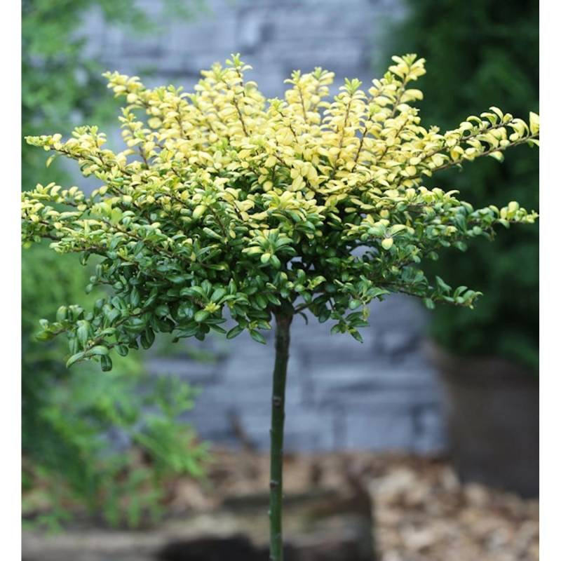 Hochstamm Löffel Lilex Convexed Gold 40-60cm - ilex crenata von Die Nr-01.de