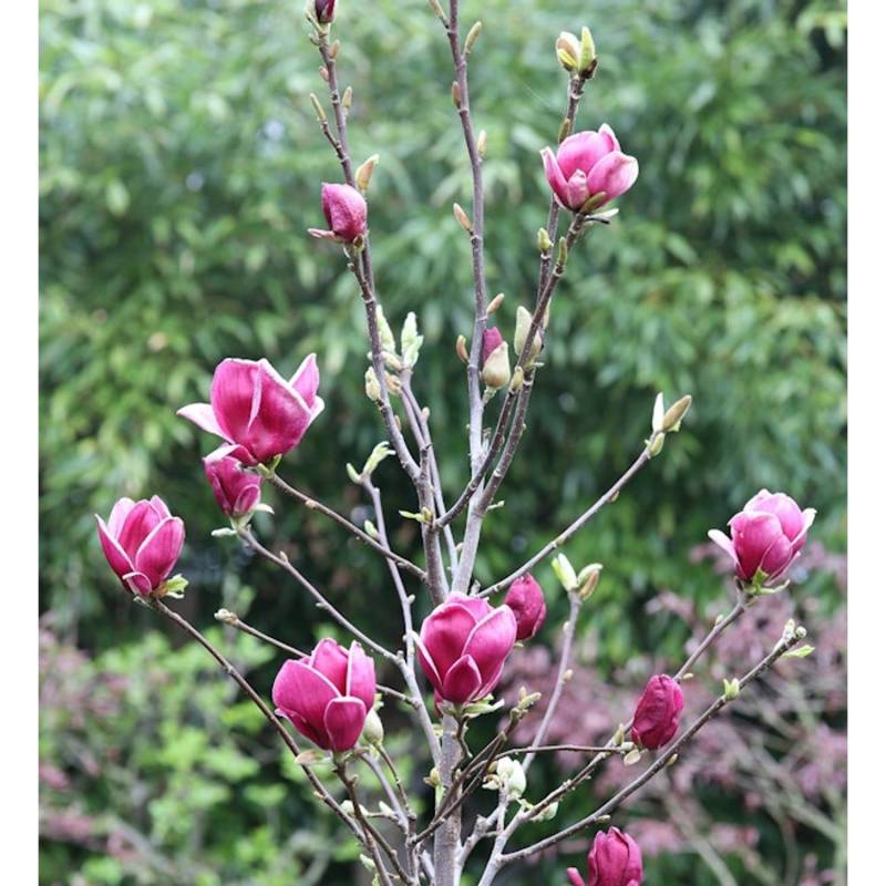 Hochstamm Magnolie March Till Frost 100-125cm - Magnolia von Die Nr-01.de