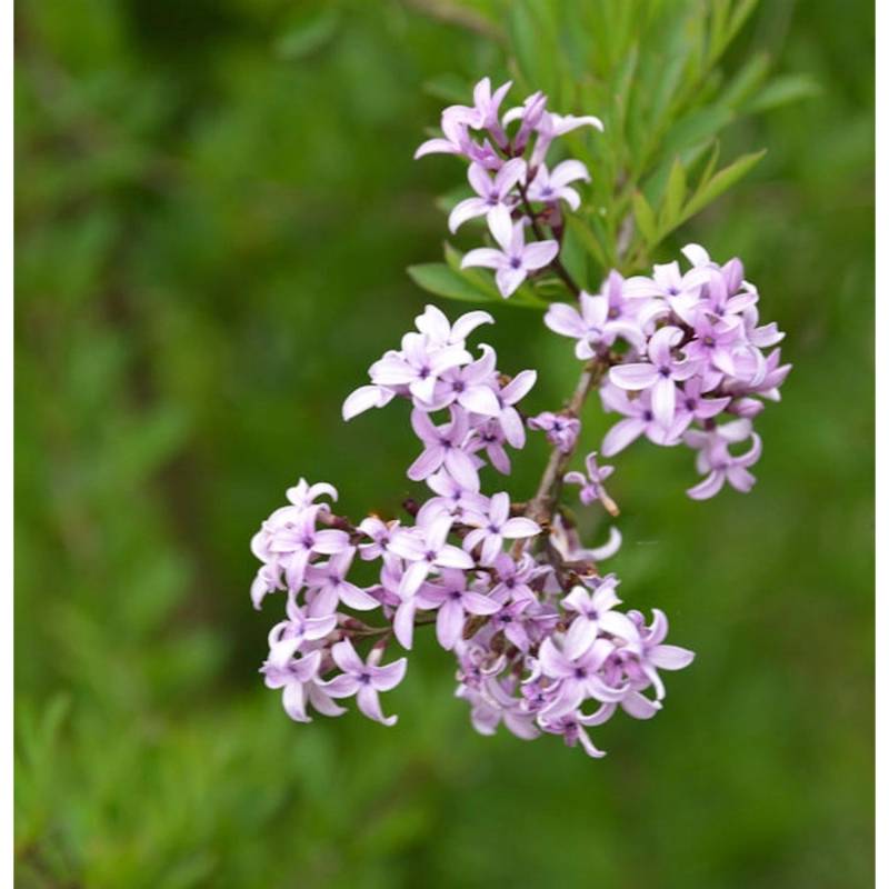Hochstamm Persische Flieder Laciniata 80-100cm - Syringa persica von Die Nr-01.de