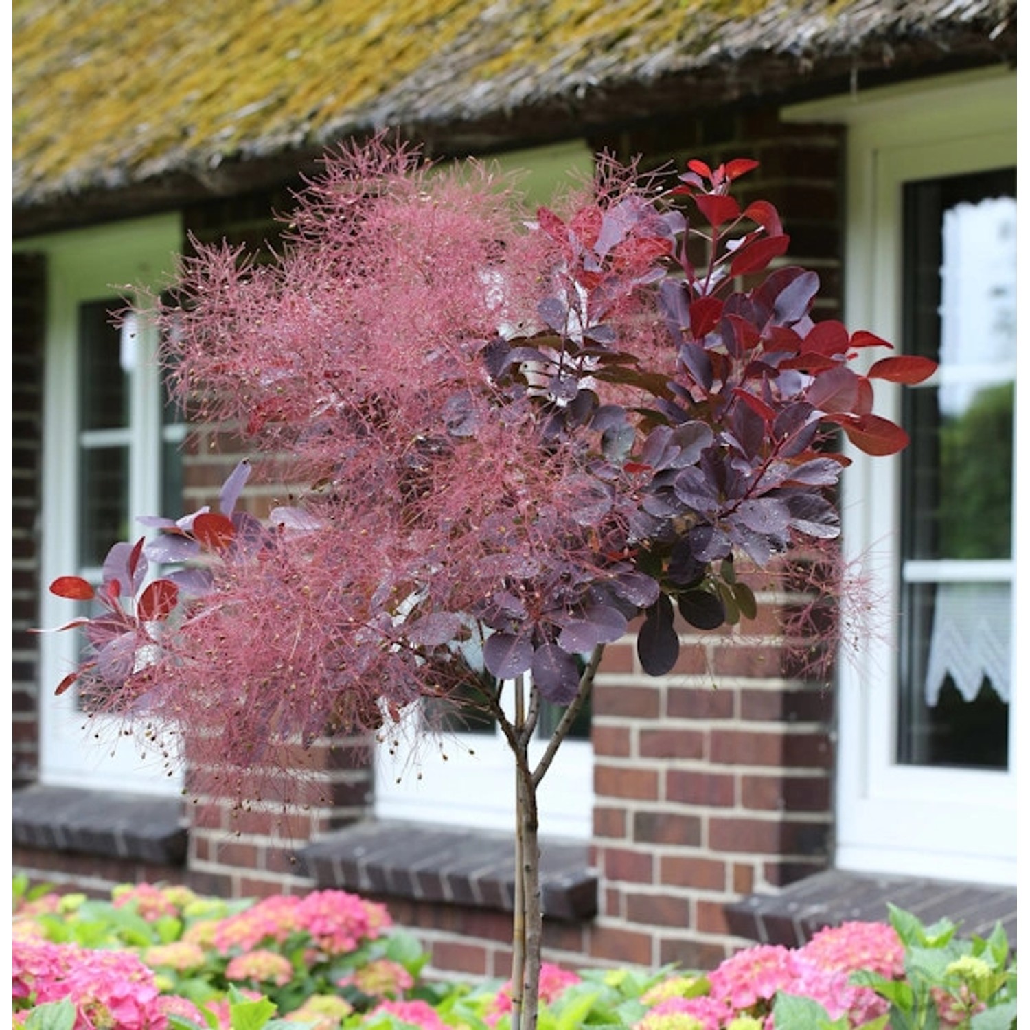 Hochstamm Perückenstrauch Royal Purple 100-125cm - Cotinus coggygria Hochstamm Perückenstrauch Royal Purple 100-125cm - Cotinus coggygria von Die Nr-01.de