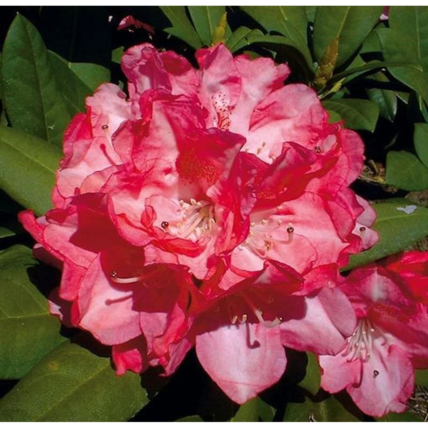 Hochstamm Rhododendron Anuschka 80-100cm - Alpenrose Hochstamm Rhododendron Anuschka 80-100cm - Alpenrose von Die Nr-01.de