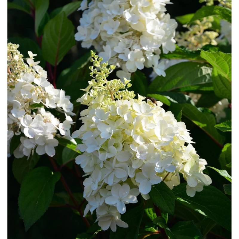 Hochstamm Rispenhortensie Candle Light 80-100cm - Hydrangea paniculata von Die Nr-01.de
