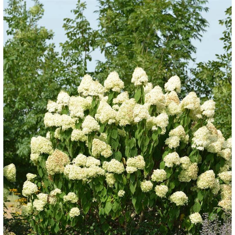 Hochstamm Rispenhortensie Skyfall 100-125cm - Hydrangea paniculata von Die Nr-01.de