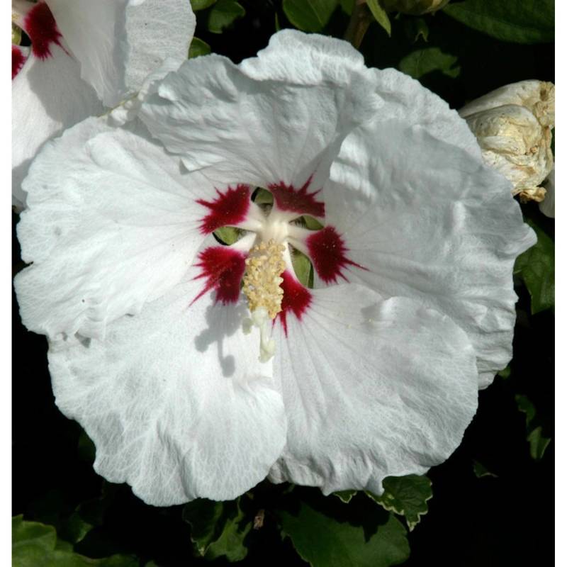 Hochstamm Rosen Eibisch Red Heart 40-60cm - Hibiscus von Die Nr-01.de