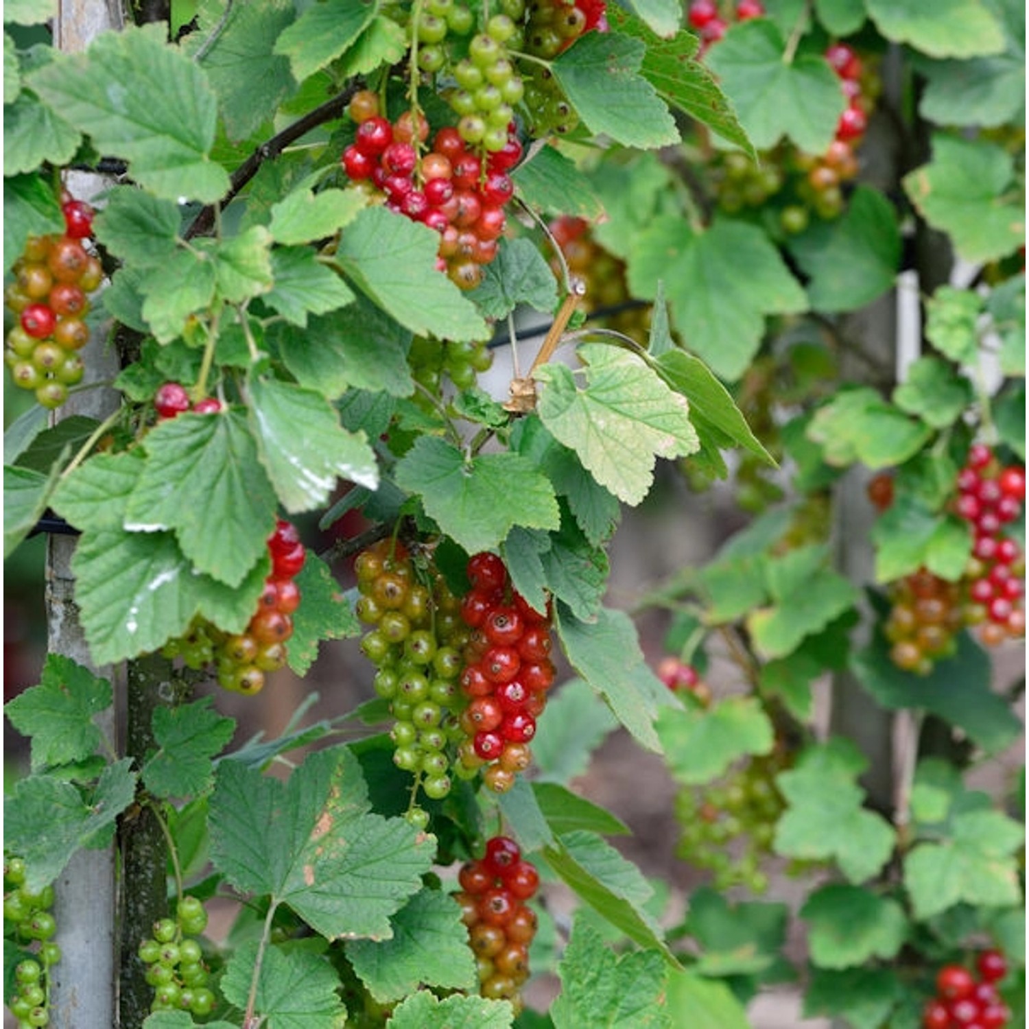 Hochstamm Rote Johannisbeere Rovada 80-100cm - Ribes rubrum Hochstamm Rote Johannisbeere Rovada 80-100cm - Ribes rubrum von Die Nr-01.de