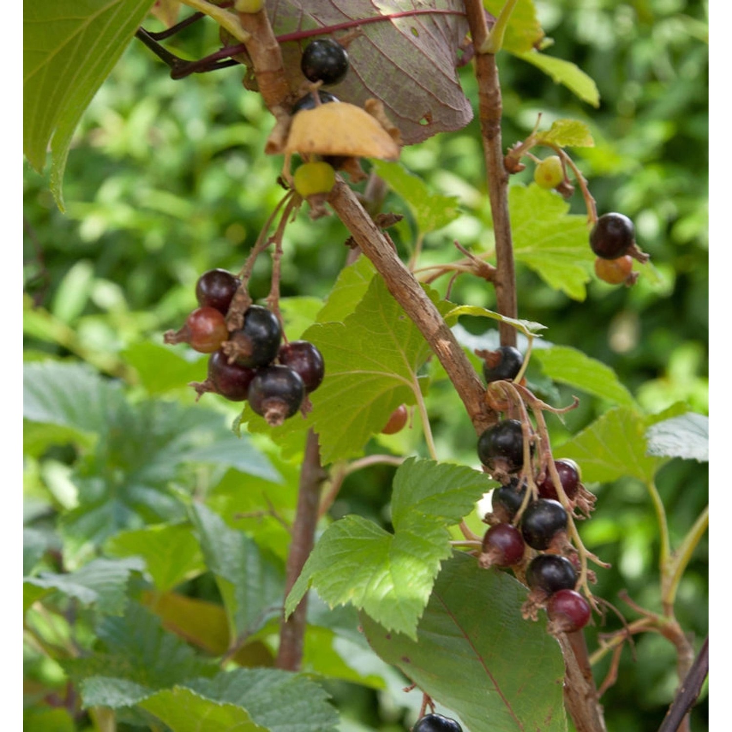 Hochstamm Schwarze Johannisbeere Titania 80-100cm - Ribes nigrum Hochstamm Schwarze Johannisbeere Titania 80-100cm - Ribes nigrum von Die Nr-01.de