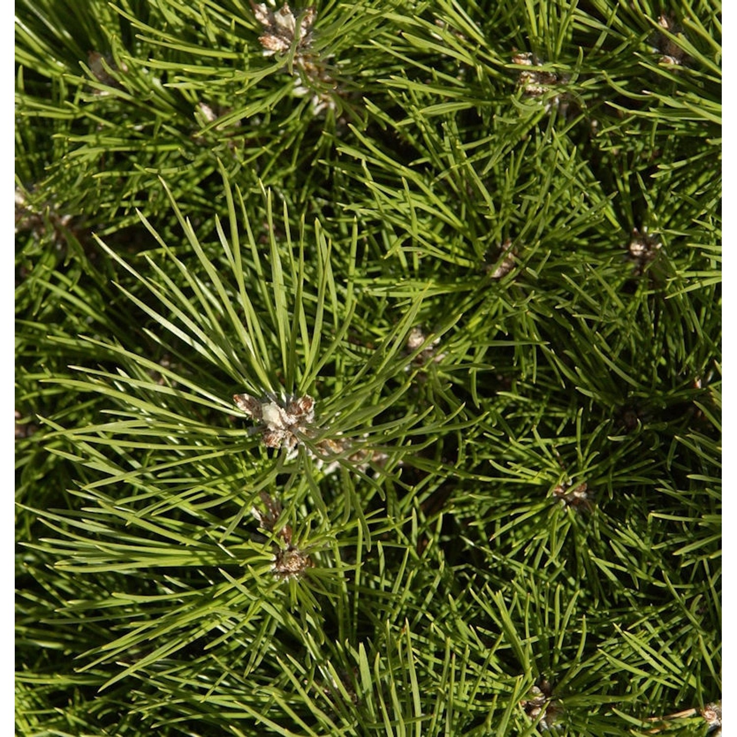 Hochstamm Schwarzkiefer Bambino 40-60cm - Pinus nigra von Die Nr-01.de