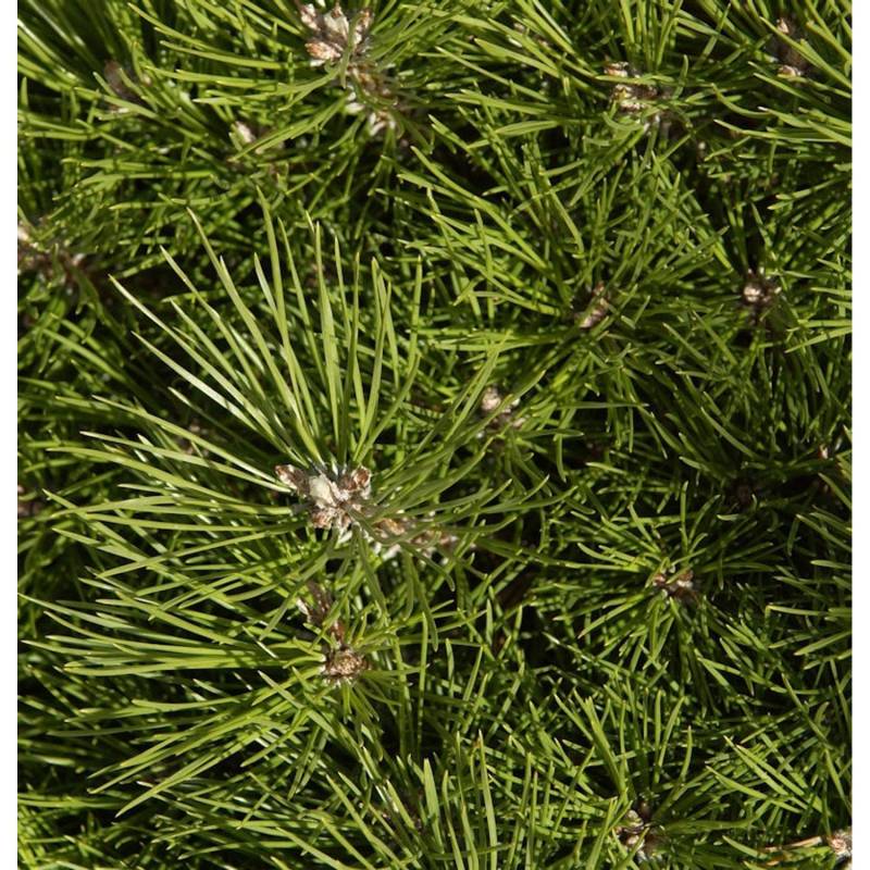 Hochstamm Schwarzkiefer Bambino 40-60cm - Pinus nigra von Die Nr-01.de