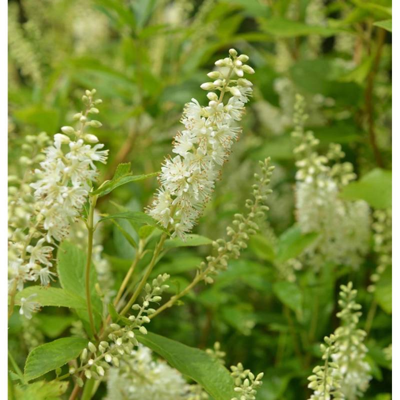 Hochstamm Silberkerzenstrauch Hummingbird 80-100cm- Clethra alnifolia von Die Nr-01.de