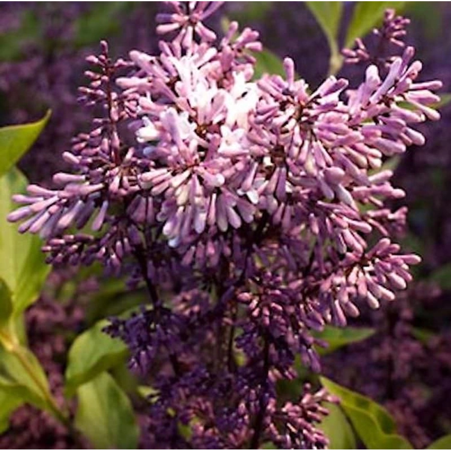 Hochstamm Spanischer Flieder Miss Kim 80-100cm - Syringa patula Hochstamm Spanischer Flieder Miss Kim 80-100cm - Syringa patula von Die Nr-01.de