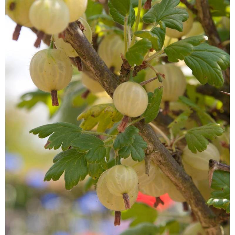 Hochstamm Stachelbeere Invicta 60-80cm - Ribes uva-crispa von Die Nr-01.de