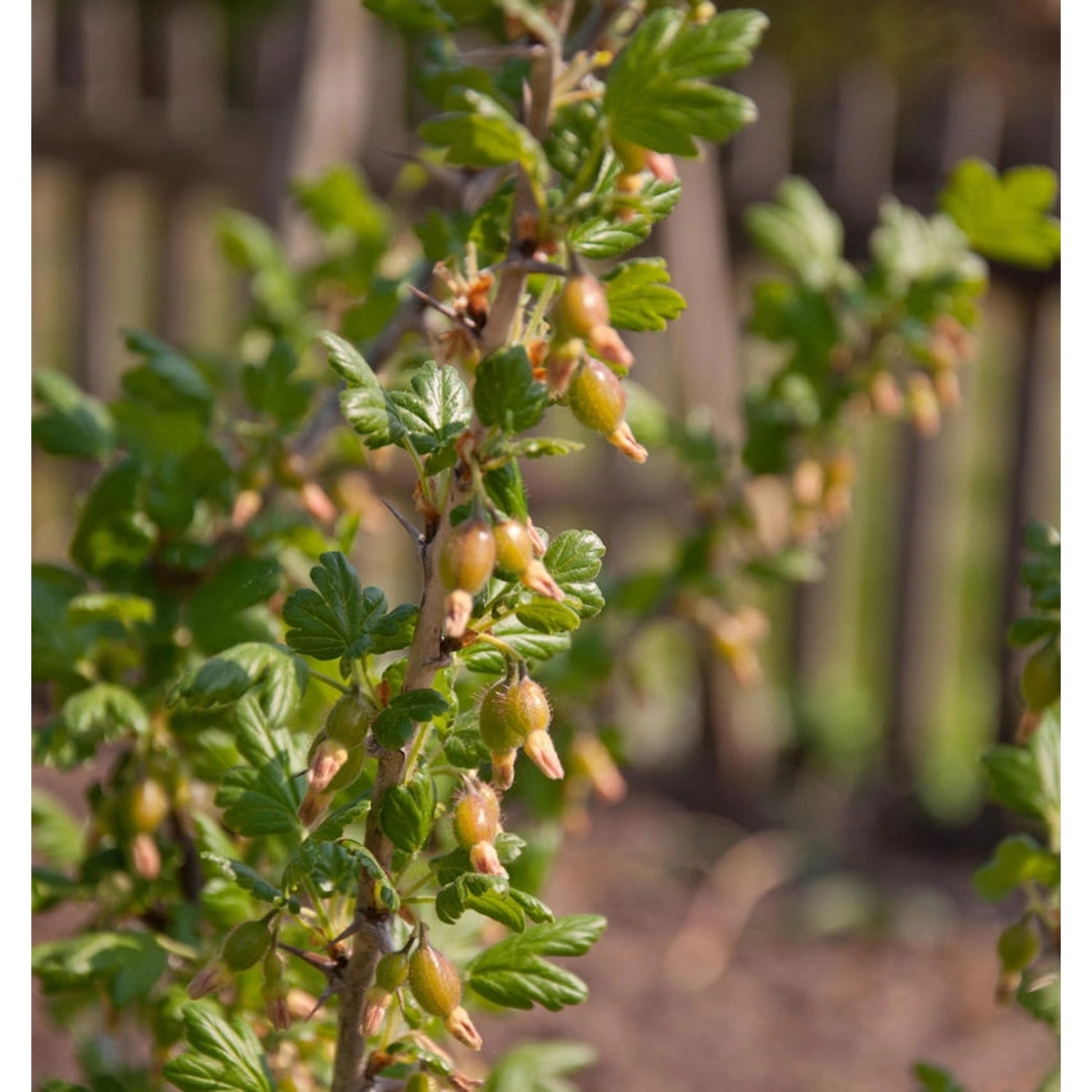 Hochstamm Stachelbeere Redeva 60-80cm - Ribes uva-crispa Hochstamm Stachelbeere Redeva 60-80cm - Ribes uva-crispa von Die Nr-01.de