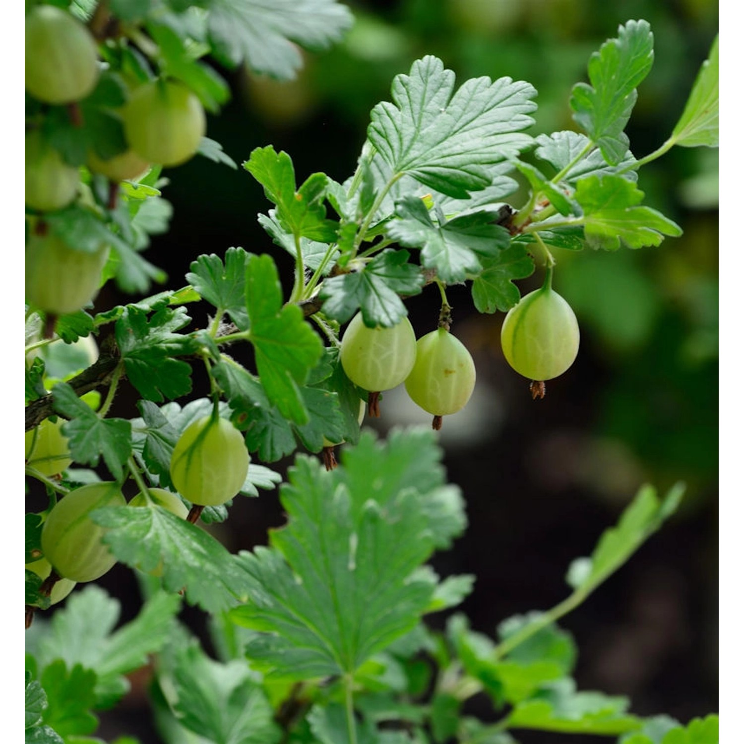 Hochstamm Stachelbeere grün 80-100cm - Ribes uva-crispa Hochstamm Stachelbeere grün 80-100cm - Ribes uva-crispa von Die Nr-01.de