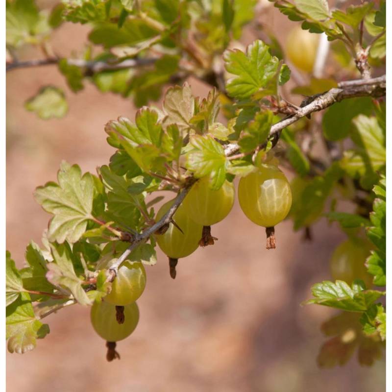 Hochstamm Stachelbeere rot 80-100cm - Ribes uva-crispa von Die Nr-01.de