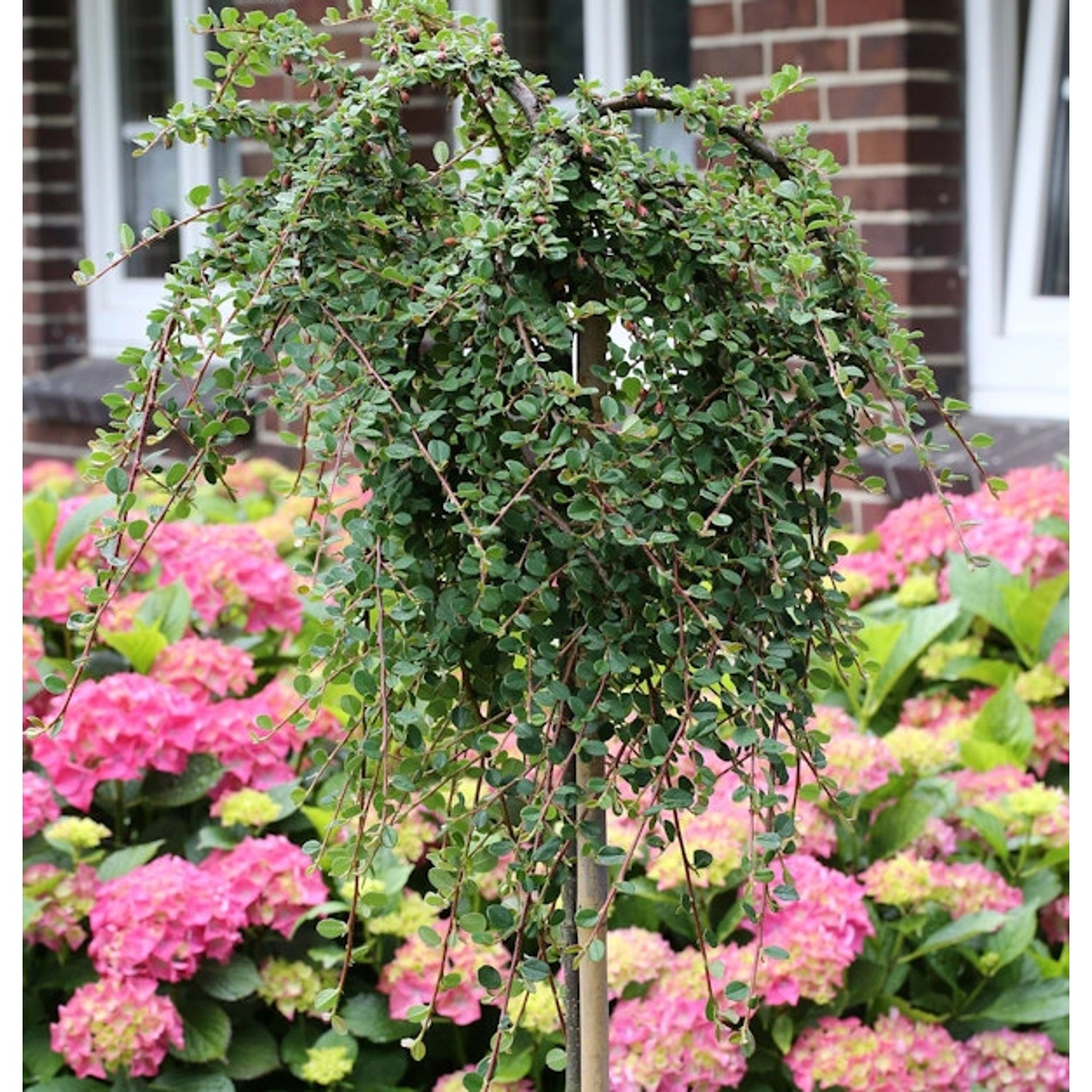 Hochstamm Teppichmispel Queen of Carpets 40-60cm - Cotoneaster microphyllus Hochstamm Teppichmispel Queen of Carpets 40-60cm - Cotoneaster microphyllus von Die Nr-01.de