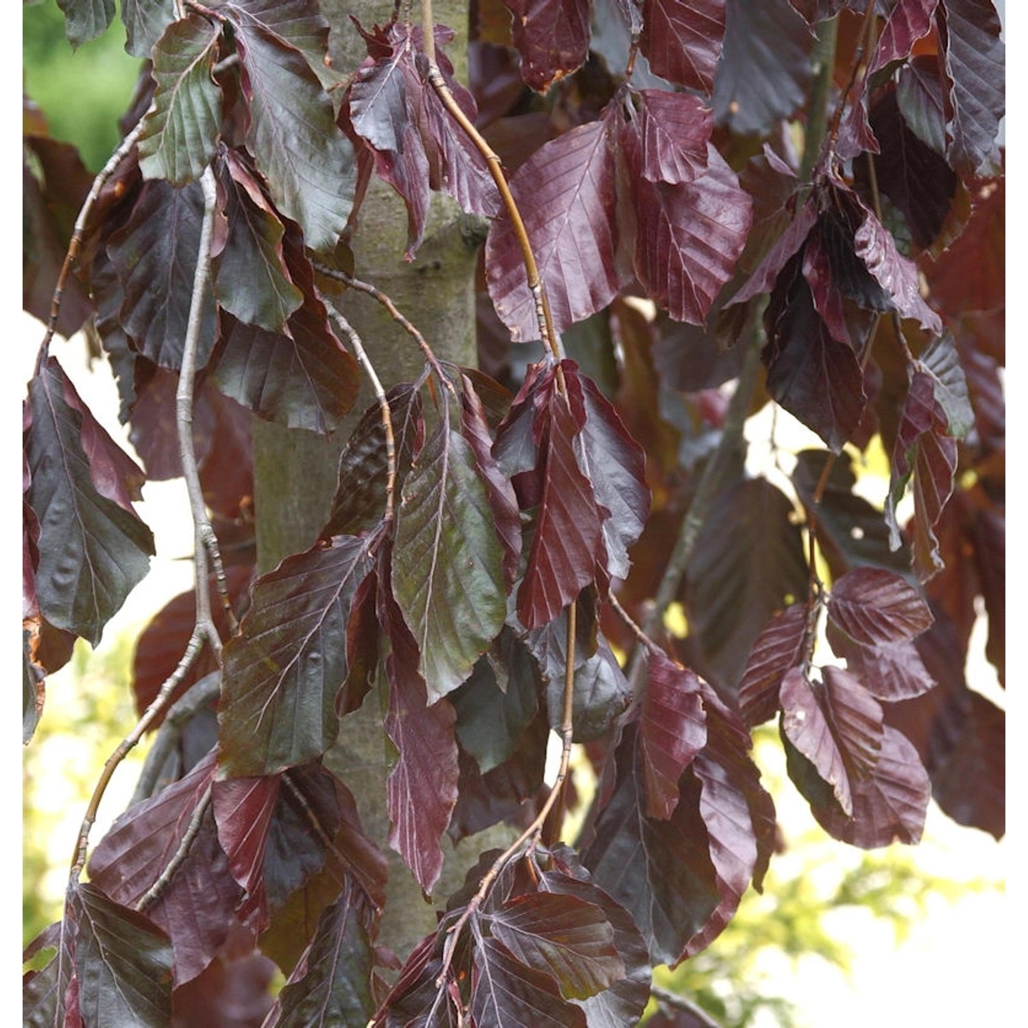 Hochstamm Trauer Blutbuche Purple Fountain 100-125cm - Fagus sylvatica Hochstamm Trauer Blutbuche Purple Fountain 100-125cm - Fagus sylvatica von Die Nr-01.de
