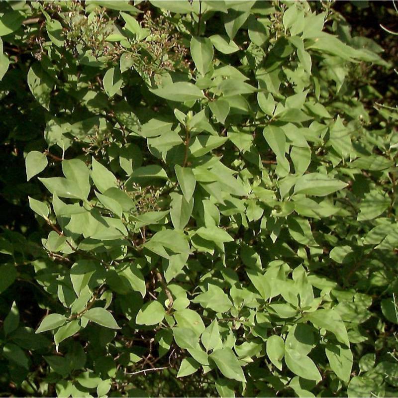 Hochstamm Ungarischer Flieder Holger 100-125cm - Syringa josikaea von Die Nr-01.de