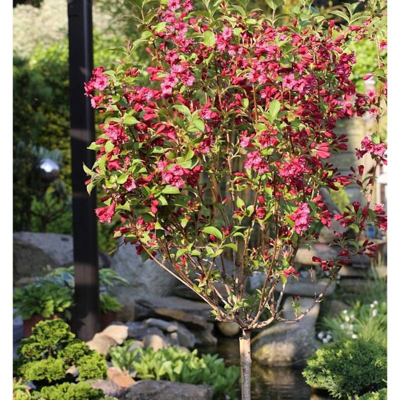 Hochstamm Weigelie Bristol Ruby 100-125cm - Weigela von Die Nr-01.de