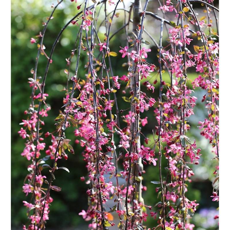 Hochstamm Zierapfel Royal Beauty 100-125cm - Malus Hybride von Die Nr-01.de