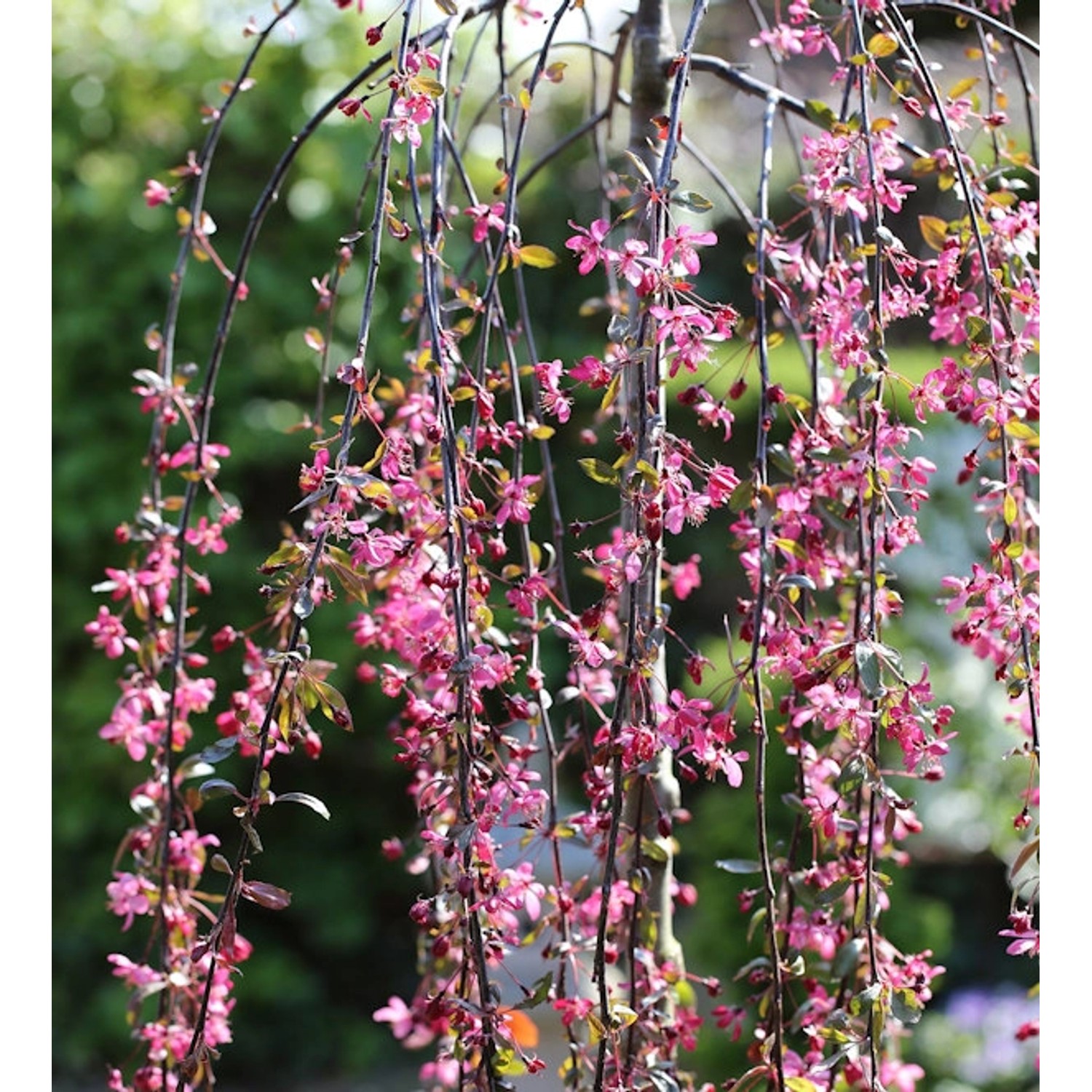 Hochstamm Zierapfel Royal Beauty 80-100cm - Malus Hybride Hochstamm Zierapfel Royal Beauty 80-100cm - Malus Hybride von Die Nr-01.de