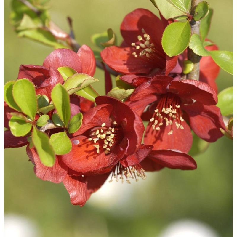 Hochstamm Zierquitte Crimson and Gold 60-80cm - Chaenomeles von Die Nr-01.de