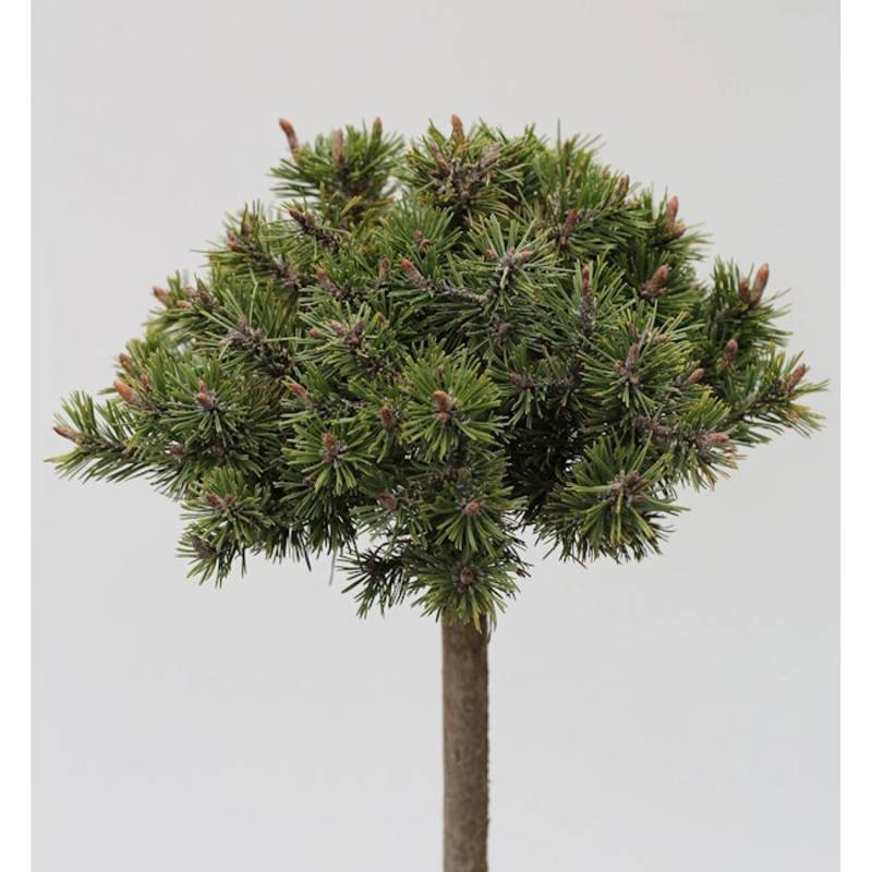Hochstamm Zwerg Bergkiefer Benjamin 60-80cm - Pinus mugo von Die Nr-01.de