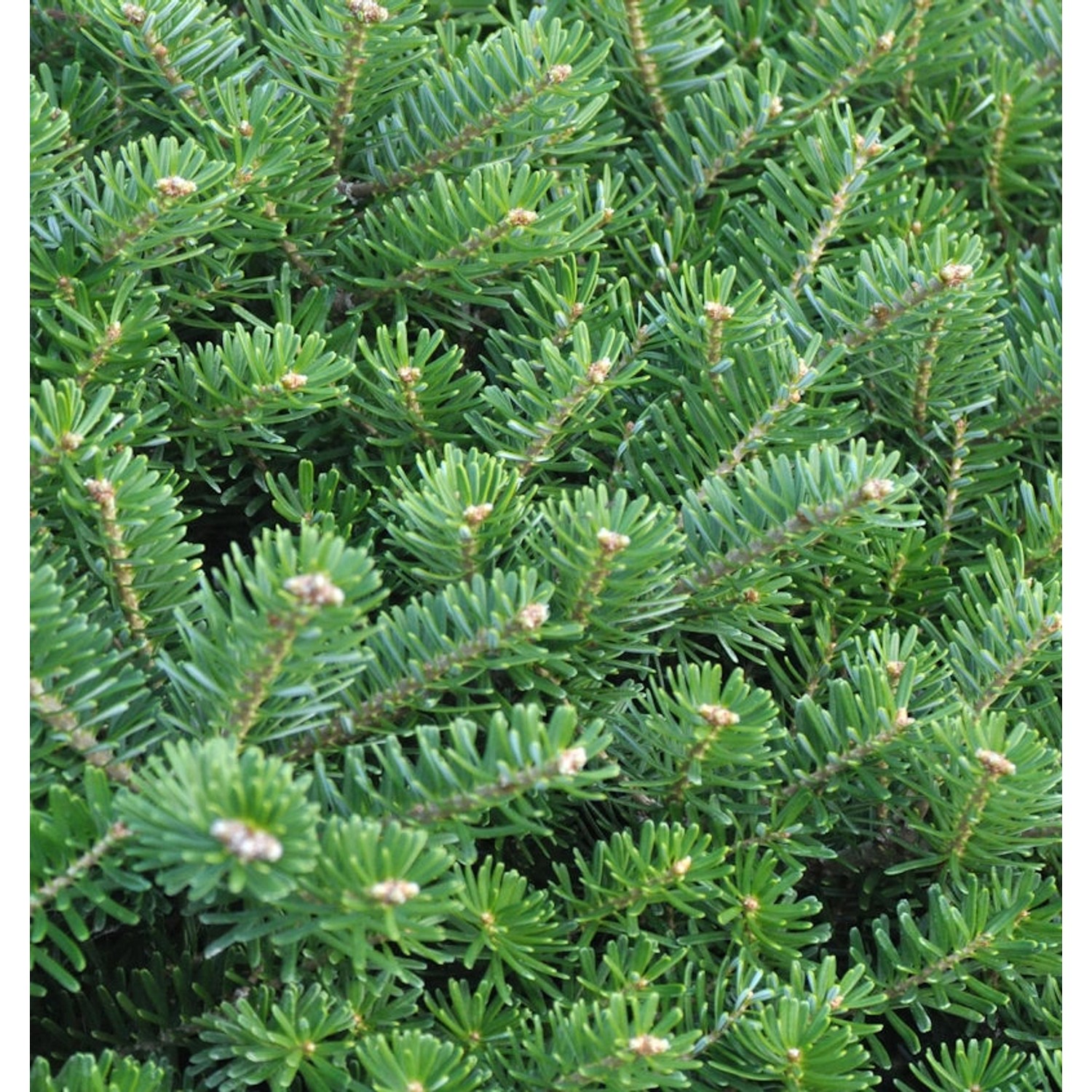 Hochstamm Zwerg Koreatanne Cis 40-60cm - Abies koreana von Die Nr-01.de