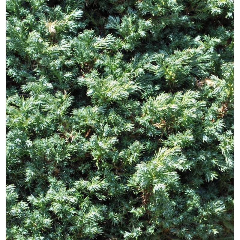 Hochstamm Zwerg Silberzypresse Baby Blue 40-60cm - Chamaecyparis pisifera von Die Nr-01.de